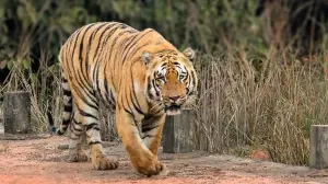 Maharashtra: Tadoba tigress relocated to Sahyadri reserve