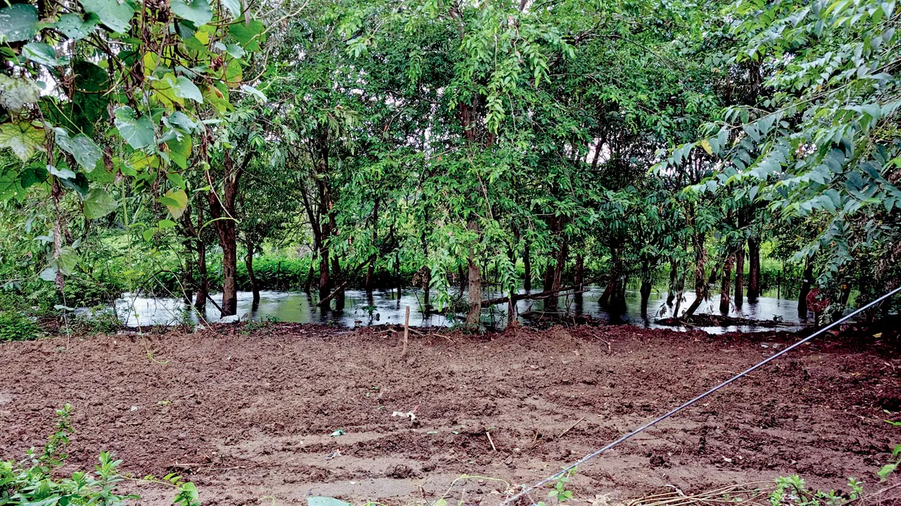 It’s vital to ensure that afforestation efforts succeed