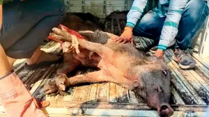 Maharashtra: Nine held while transporting seven wild boars in Satara