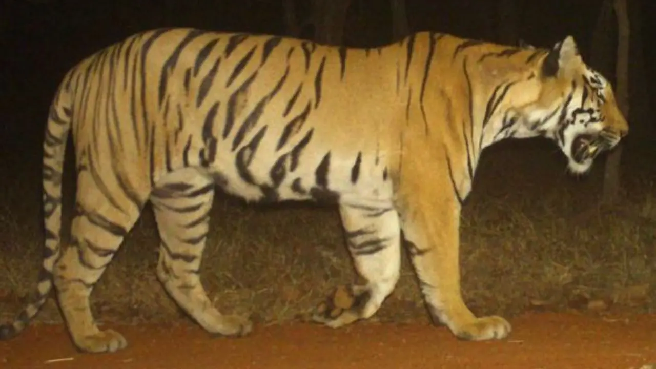 Maharashtra: Sahyadri Tiger Reserve welcomes first Tigress under Operation Tara