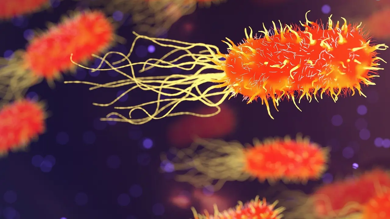 New study antimicrobial peptides can curb Salmonella and help combat AMR