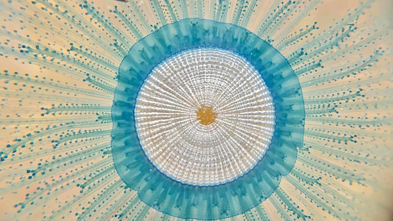 Experts link Blue Button sightings in Mumbai to climate change