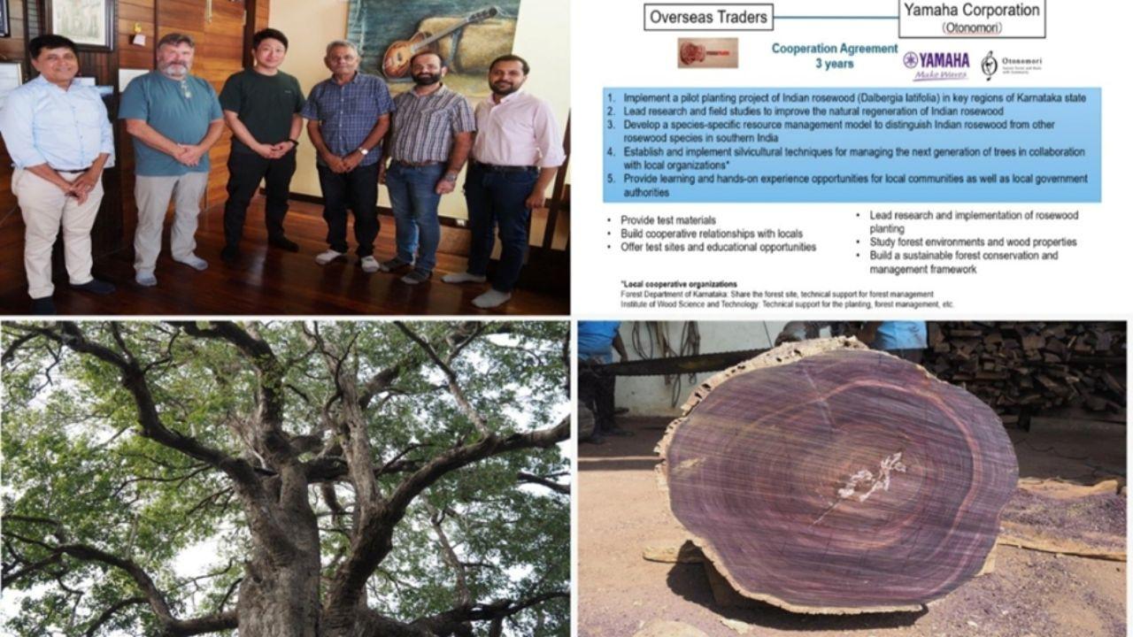 Yamaha Teams Up with Overseas Traders to Promote Sustainable Forest Conservation of Indian Rosewood