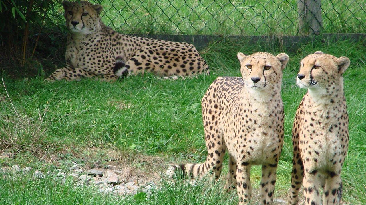 Eight cheetahs from Botswana set to arrive in India soon