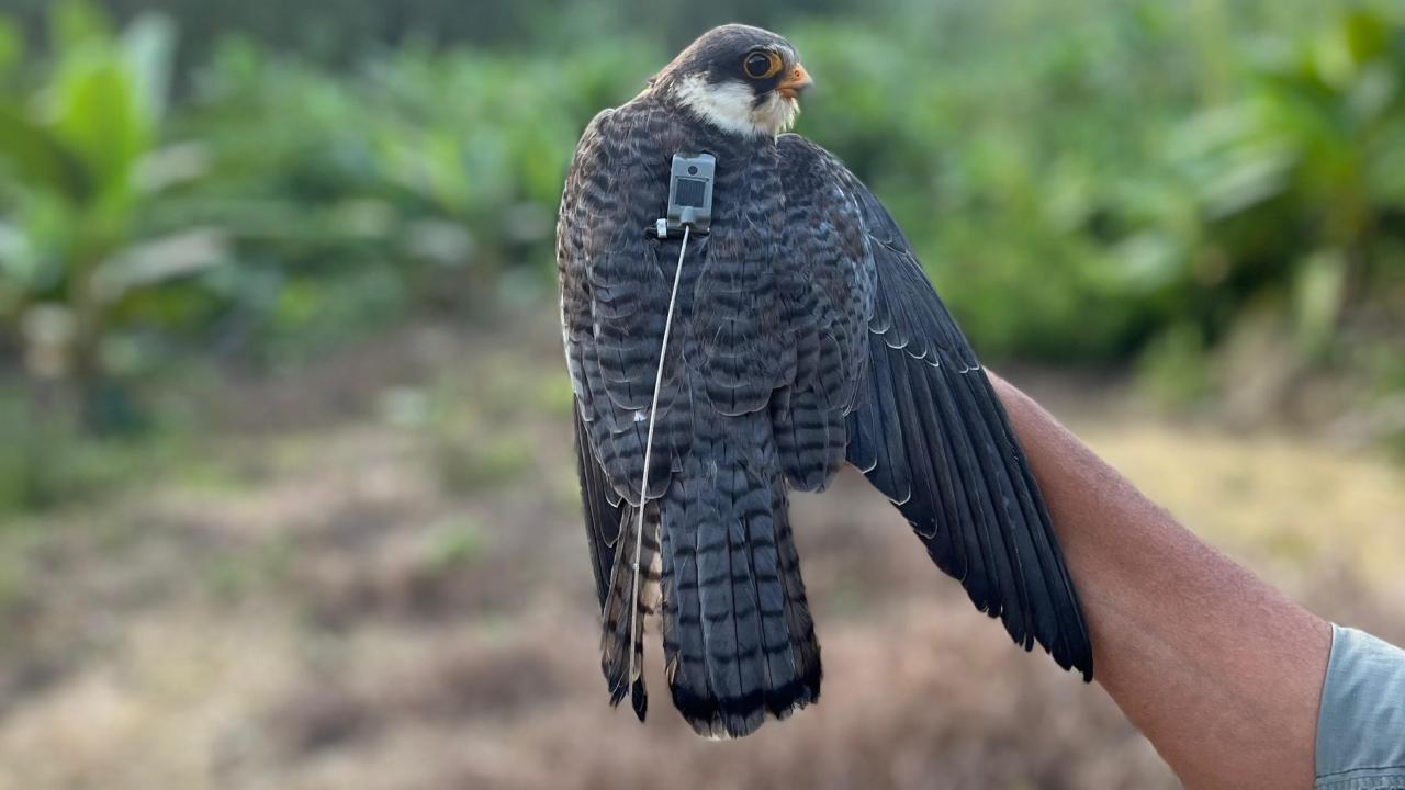 Satellite-tagged falcons from Manipur fly across Maharashtra, head to Africa