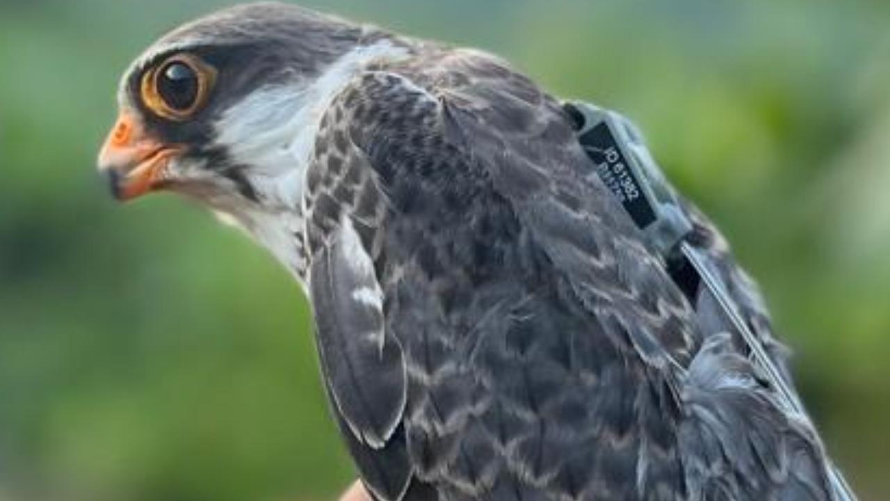 <p>Ahu and Alang are still over the sea and are expected to arrive there soon</p>