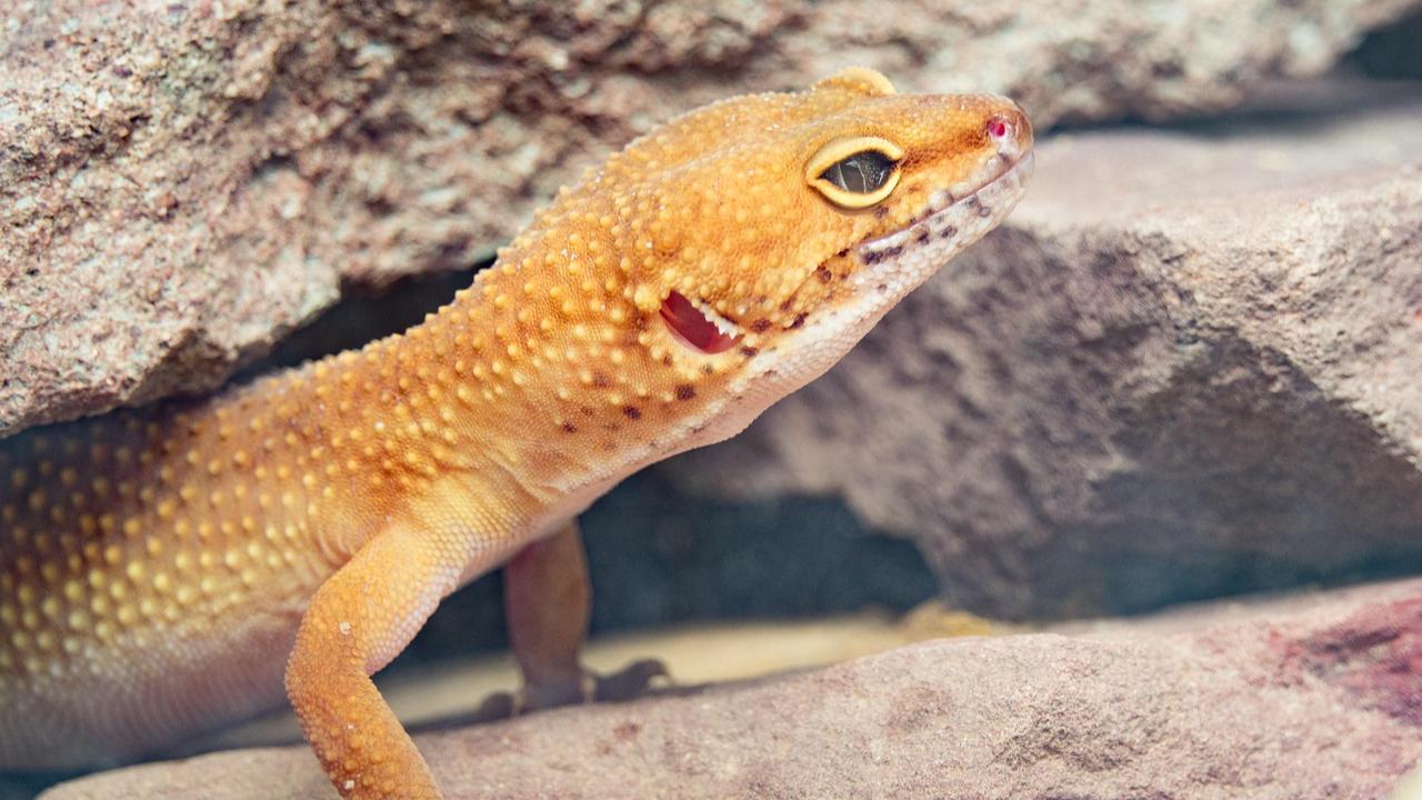 Scientists in Andhra Pradesh discover new slender gecko species