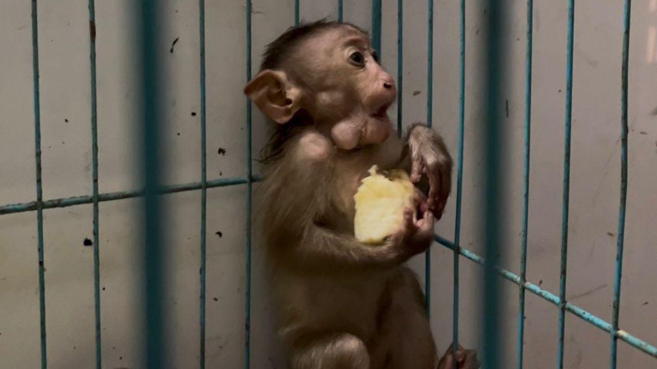 Baby Bonnet macaque rescued after falling into oil tank in Mumbai