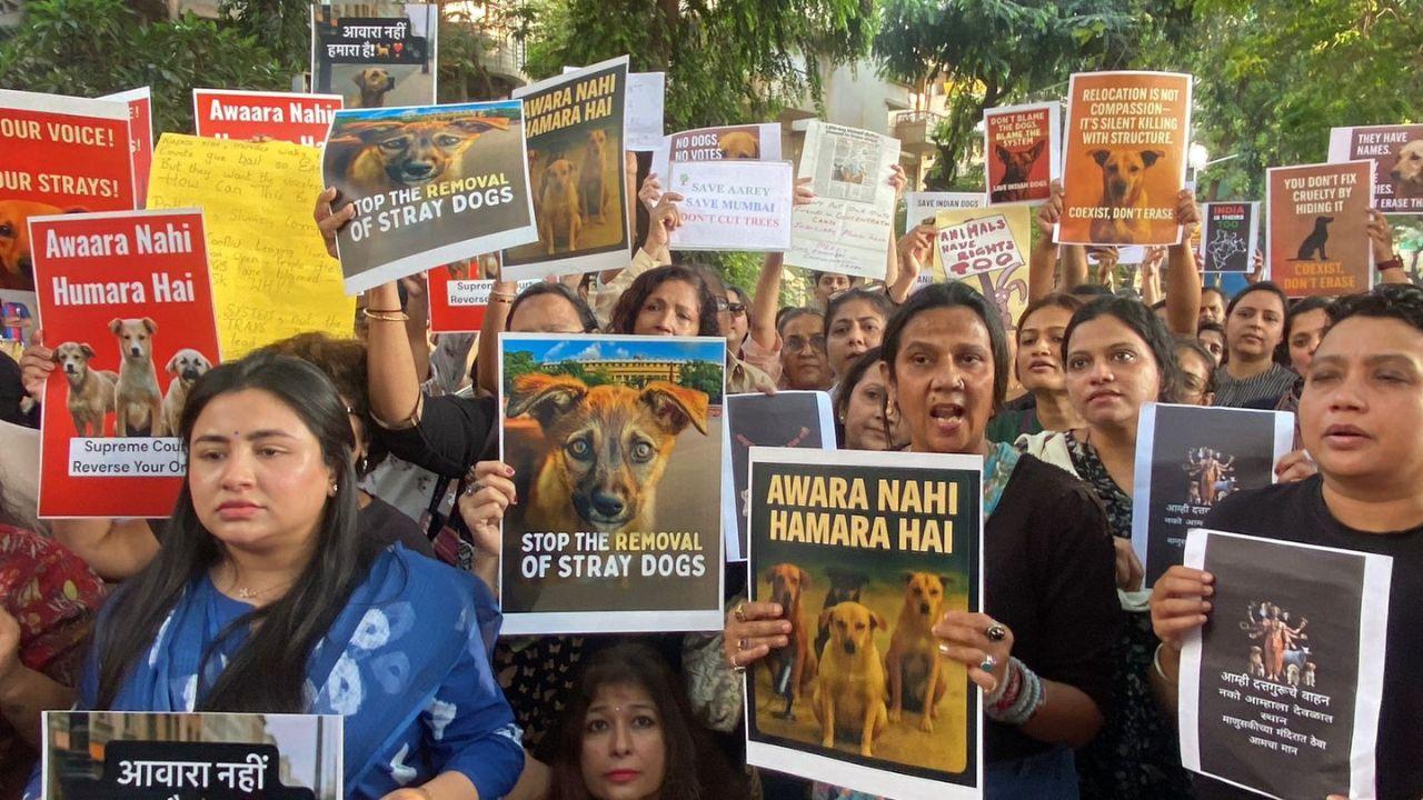 <p>A Bench of Justices Vikram Nath, Sandeep Mehta and N. V. Anjaria also ruled that dogs picked up from these locations must not be released back to the same spots, a significant departure from existing ABC policy, as per reports</p> <p>A Bench of Justices Vikram Nath, Sandeep Mehta and N. V. Anjaria also ruled that dogs picked up from these locations must not be released back to the same spots, a significant departure from existing ABC policy, as per reports</p>