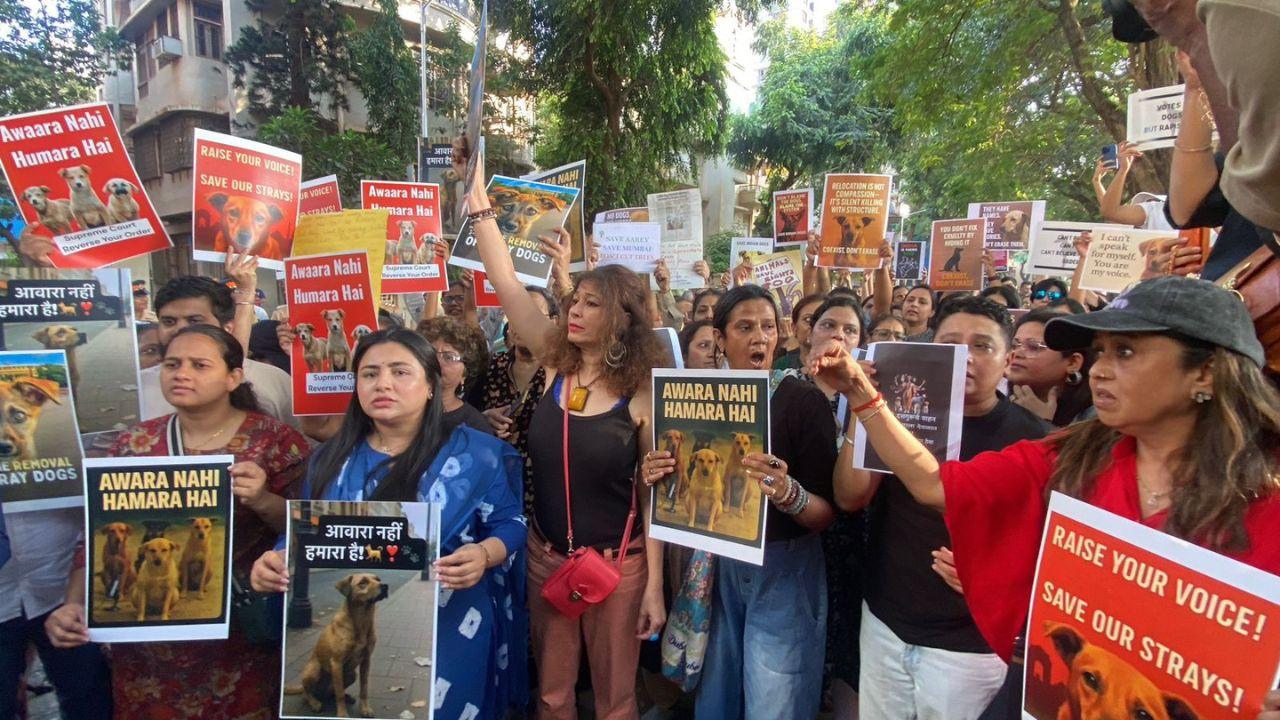 <p>On November 7, the Supreme Court directed all states and Union Territories to clear stray dogs from educational institutions, hospitals, sports complexes, bus stands, depots and railway stations, and shift them to designated shelters after sterilisation and vaccination under the Animal Birth Control (ABC) Rules</p> <p>On November 7, the Supreme Court directed all states and Union Territories to clear stray dogs from educational institutions, hospitals, sports complexes, bus stands, depots and railway stations, and shift them to designated shelters after sterilisation and vaccination under the Animal Birth Control (ABC) Rules</p>