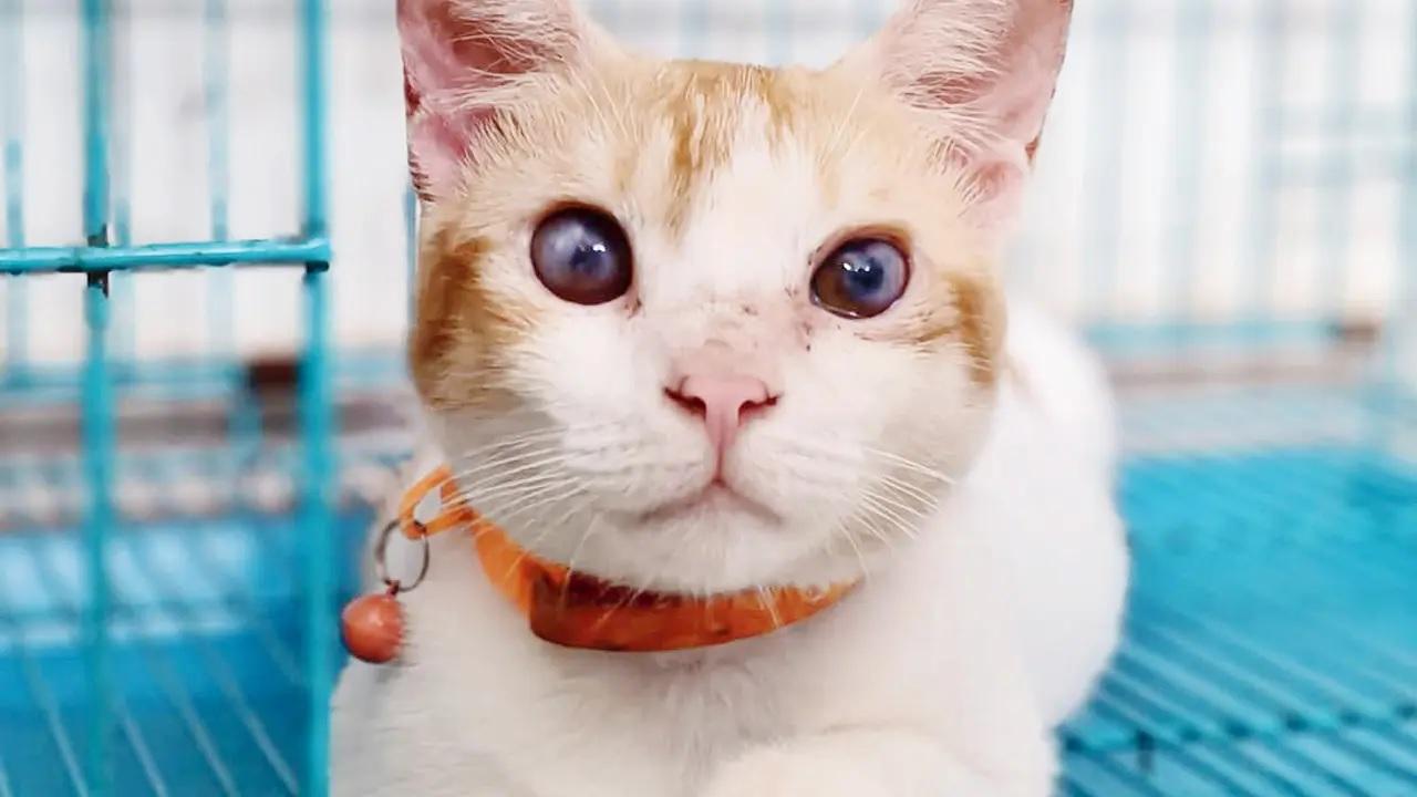 SaturdayBe a thrift shopperSet out on a treasure hunt at this backyard thrift sale that will include pre-loved clothes, shoes, home décor, and snuggly winter jackets. Indulge without guilt; all proceeds go to the Nature’s Ally Foundation that looks after Mumbai’s strays.Time 12 pm to 8 pmAt D’Souza Villa, Dr Peter Dias Road, Bandra West.Log on to bandravolunteersgroup