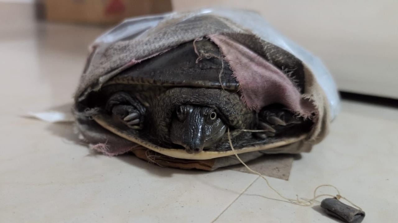 Pregnant Flapshell turtle saved after emergency surgery in Mumbai's Dahisar