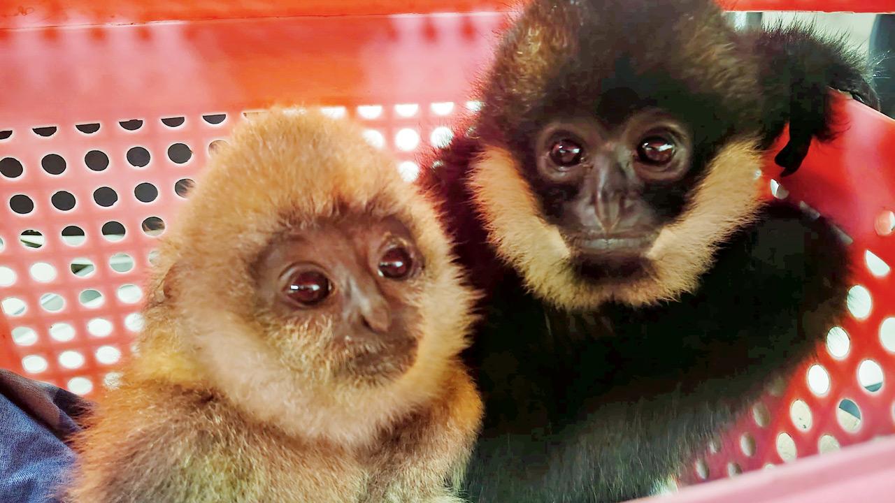 Woman caught at Mumbai airport trafficking rare gibbons in luggage