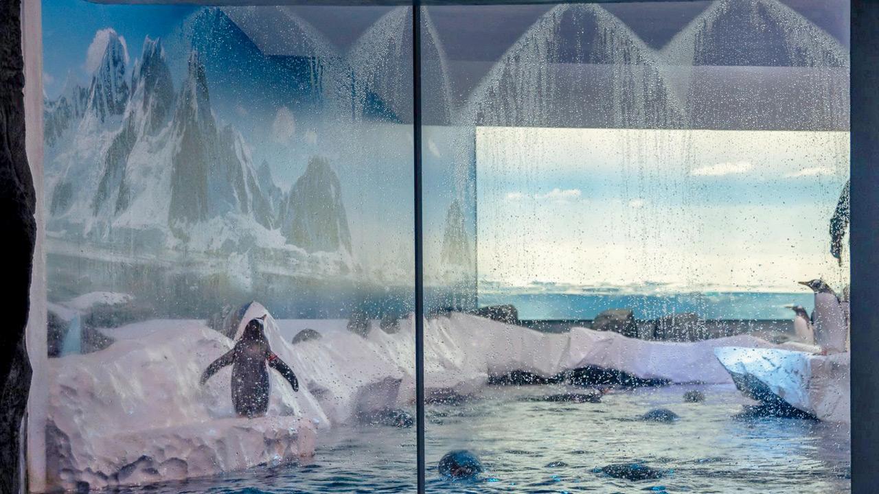 El jefe del acuario es desafiado a «intercambiar lugares» con pingüinos El jefe del acuario es desafiado a «intercambiar lugares» con pingüinos