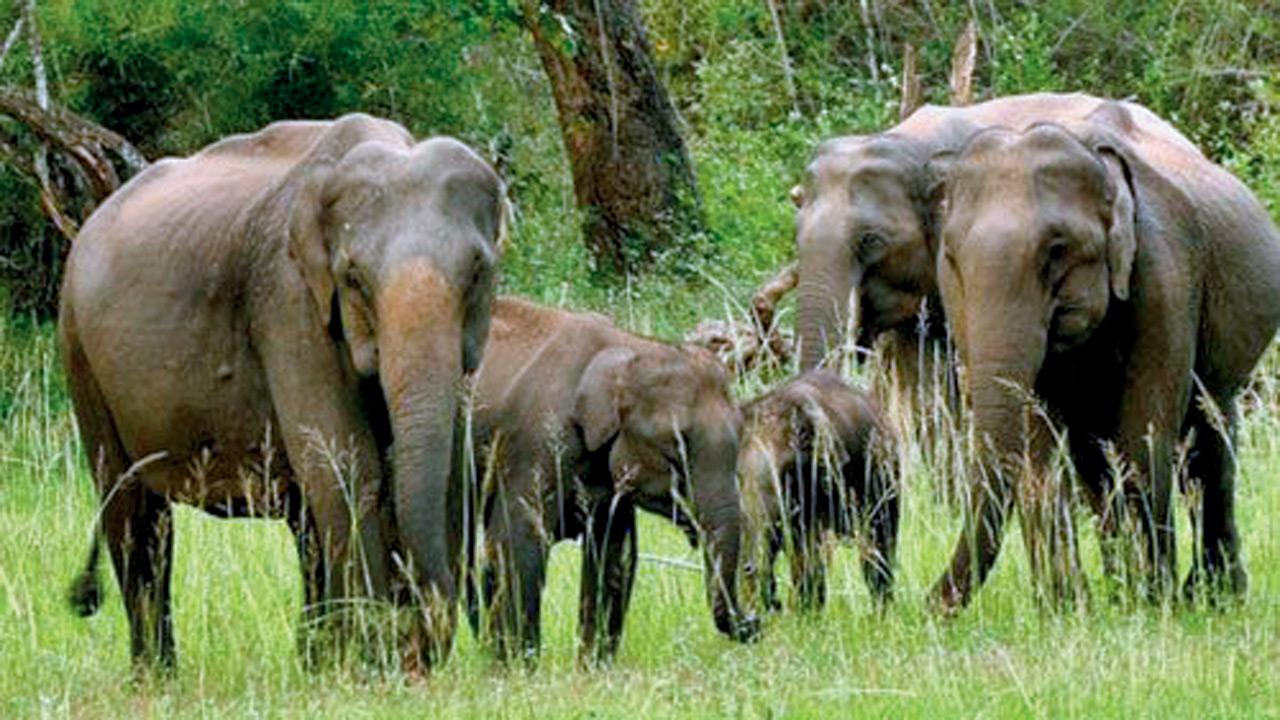 Elephants at Bandipur. Pic courtesy/Bandipur Safari Lodge