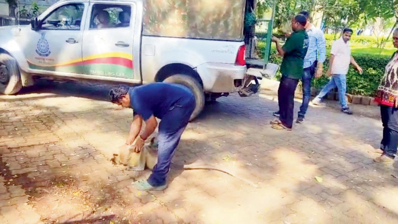 Mumbai: SGNP team captures langur spotted at Bhavan’s College
