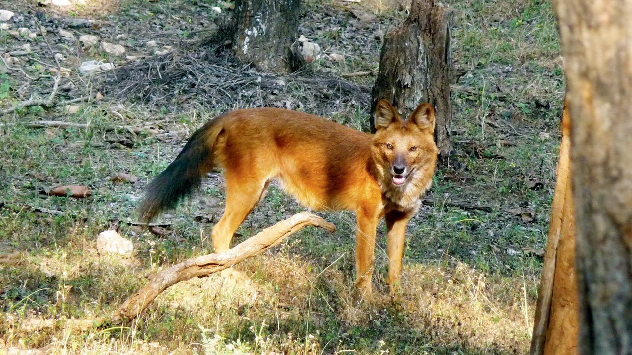 Dr AJT Johnsingh’s studies of the Dhole in 1976 paved way for further research. PICS COURTESY/WIKIMEDIA COMMONS