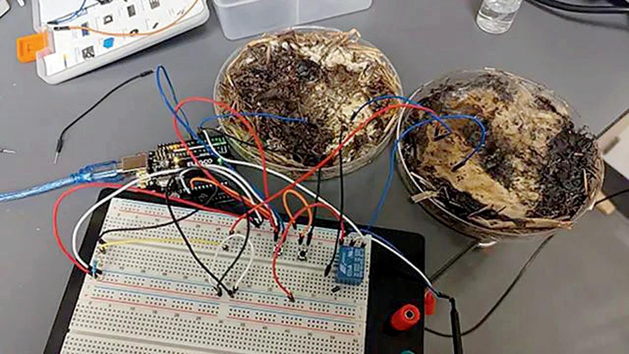 Researchers say, Shiitake mushrooms could revolutionize digital data storage The mushroom experiment. Pic/The Ohio State University