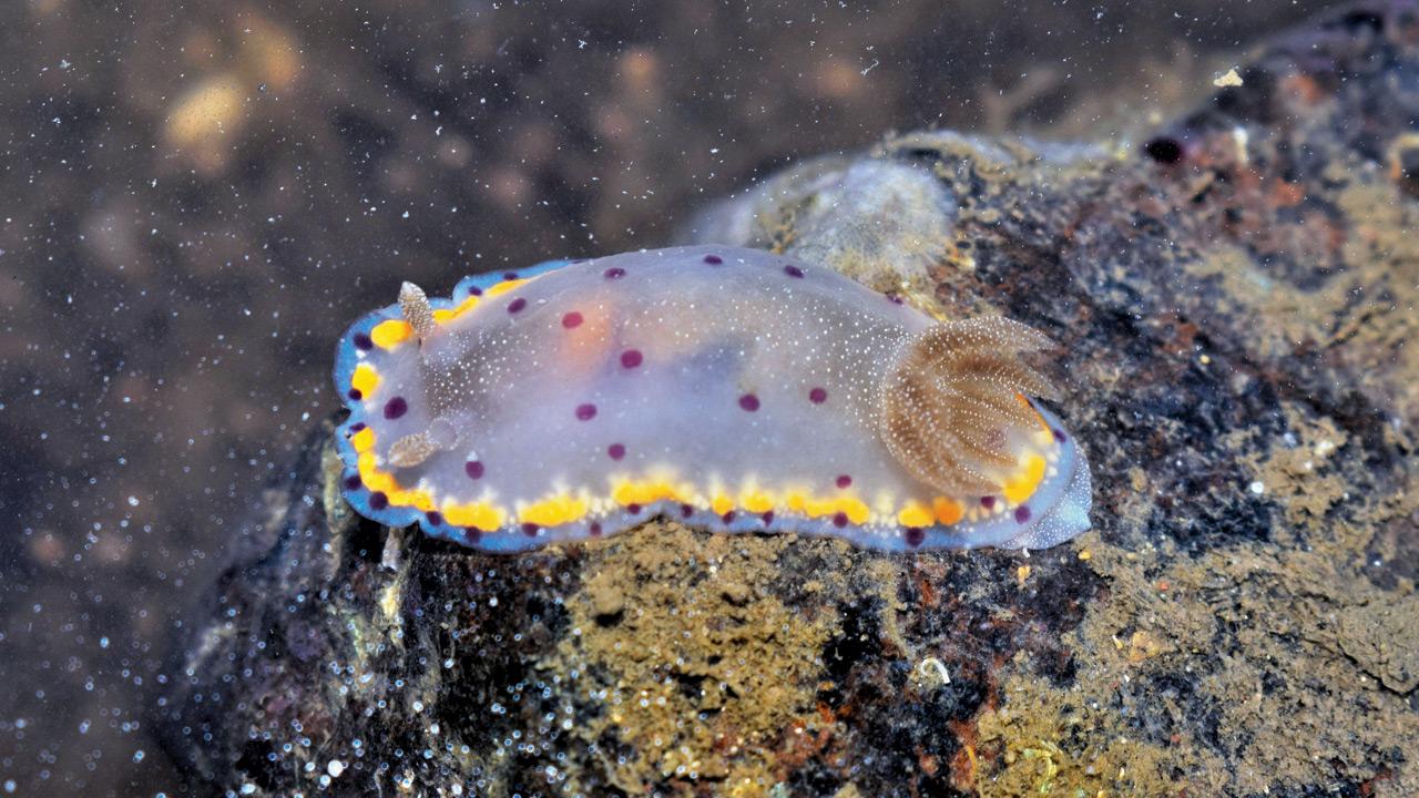 Bombay Dorid sea slug. PIC COURTESY/SACHIN RANE