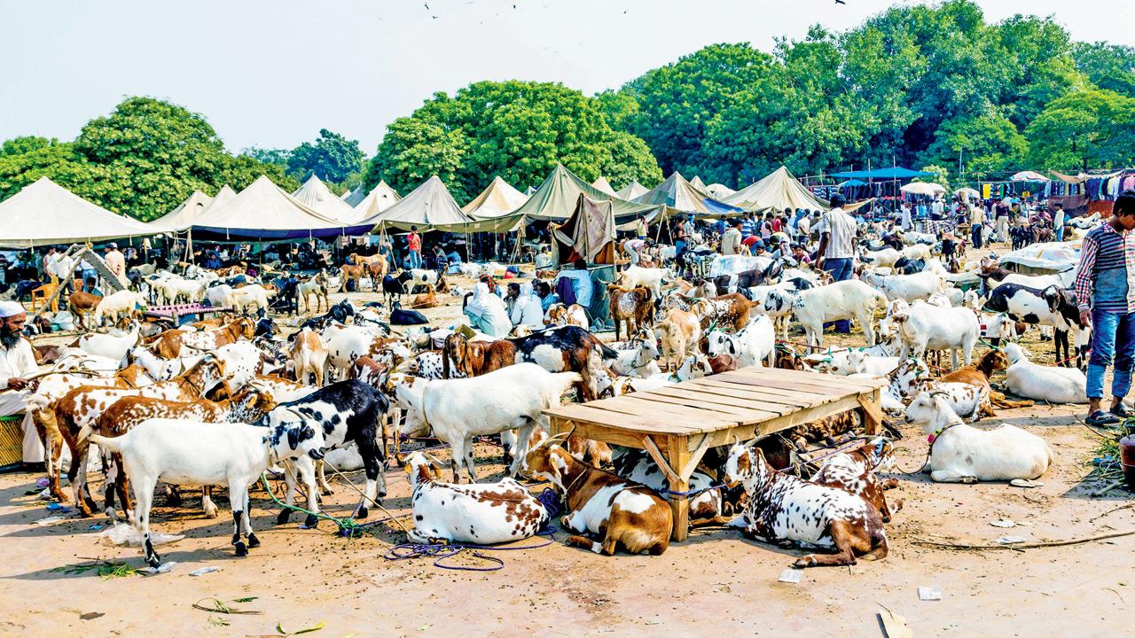 Chembur man dupes 10 investors of Rs 83 lakh with fake goat and garment business