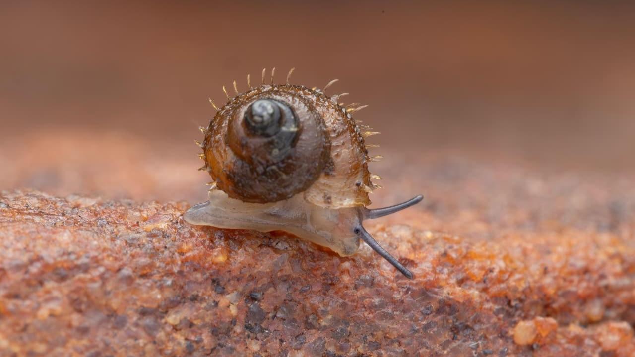 New hairy snail species discovered in Maharashtra named after Hayao Miyazaki
