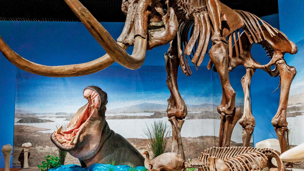 Hippos survived in central Europe until 31,000 years ago, new fossil study revea
