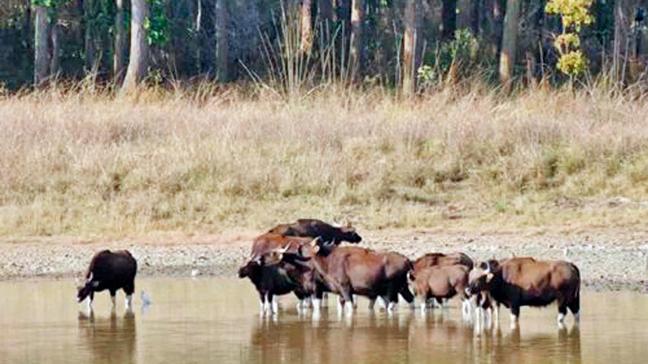 Indian Gaur at Kanha. Pic courtesy/Kanha National Park