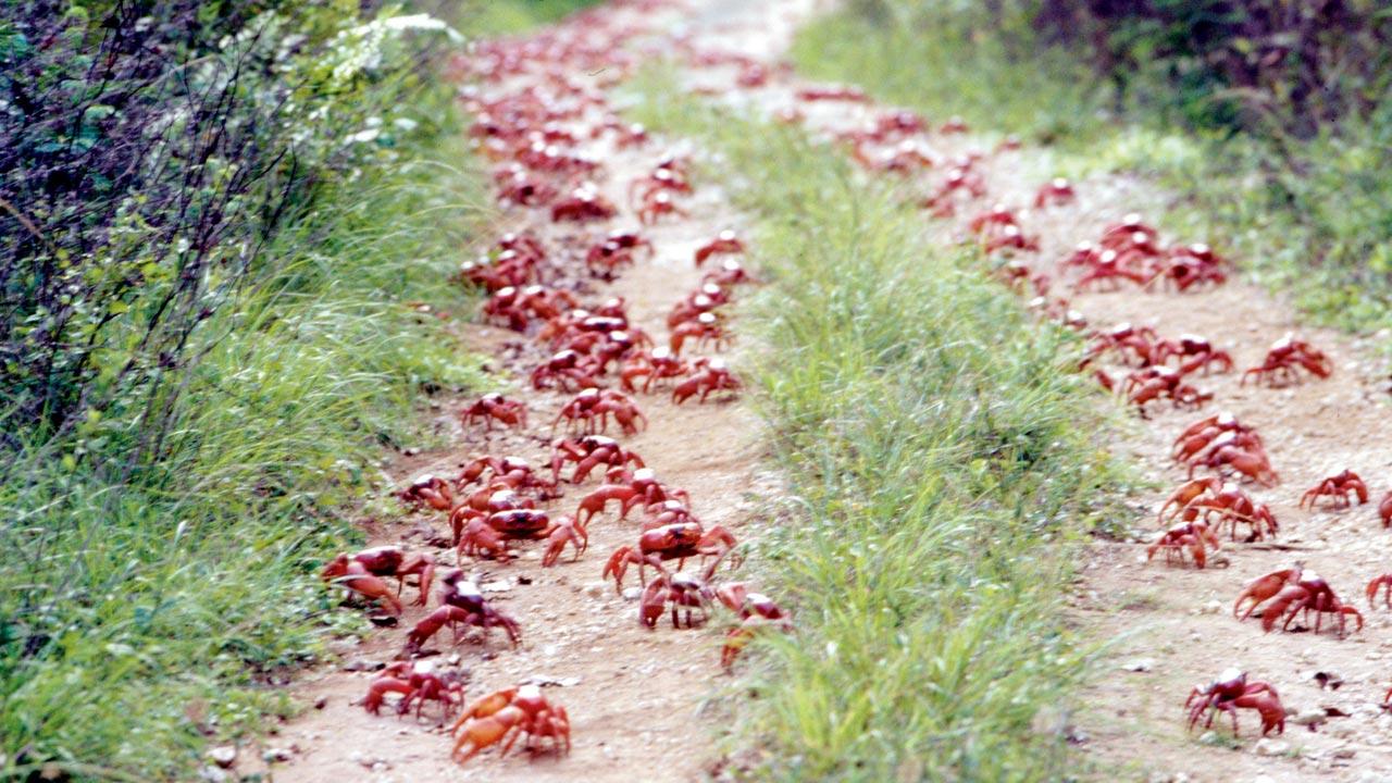 Decenas de millones de cangrejos rojos inician su migración anual al océano
