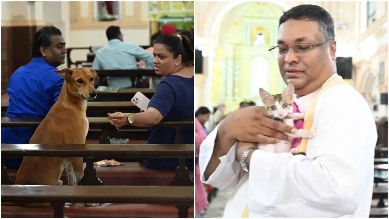 The gathering saw different breeds of cats and dogs assemble with their pet parents in the city. Photos Courtesy: Atul Kamble