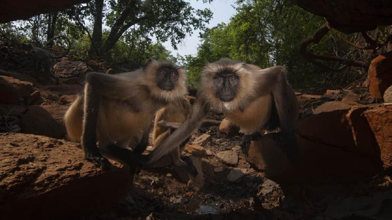 Mumbai wildlife photographer Nayan Khanolkar earns honour at Global WPY Award