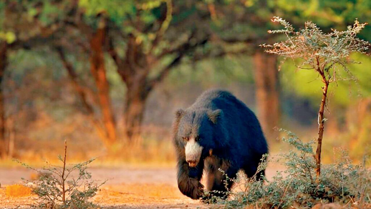 A sloth bear. Pic courtesy/Ranthambore National Park