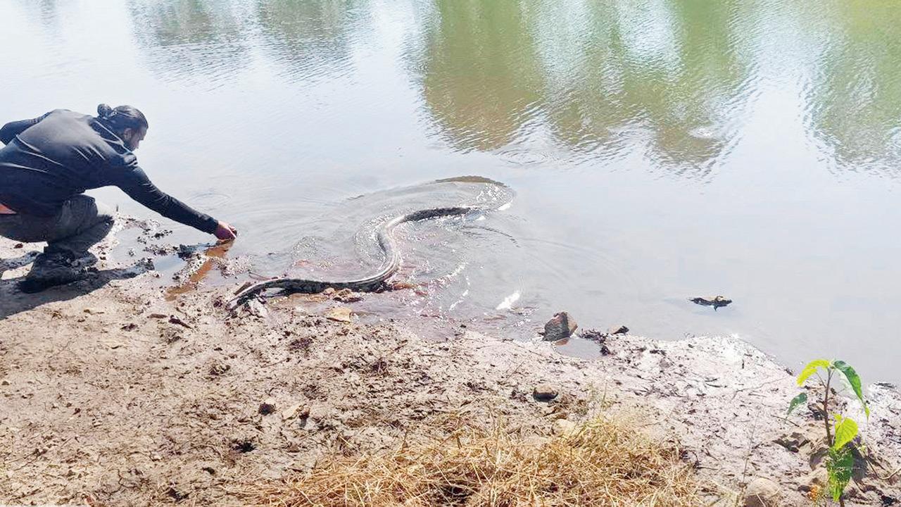 Maharashtra: Wildlife team safely captures 13-foot python in maval farm