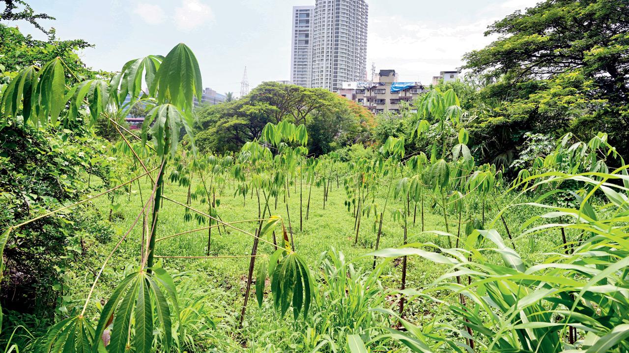 Supreme Court slams Maharashtra over failed compensatory afforestation in Aarey forest