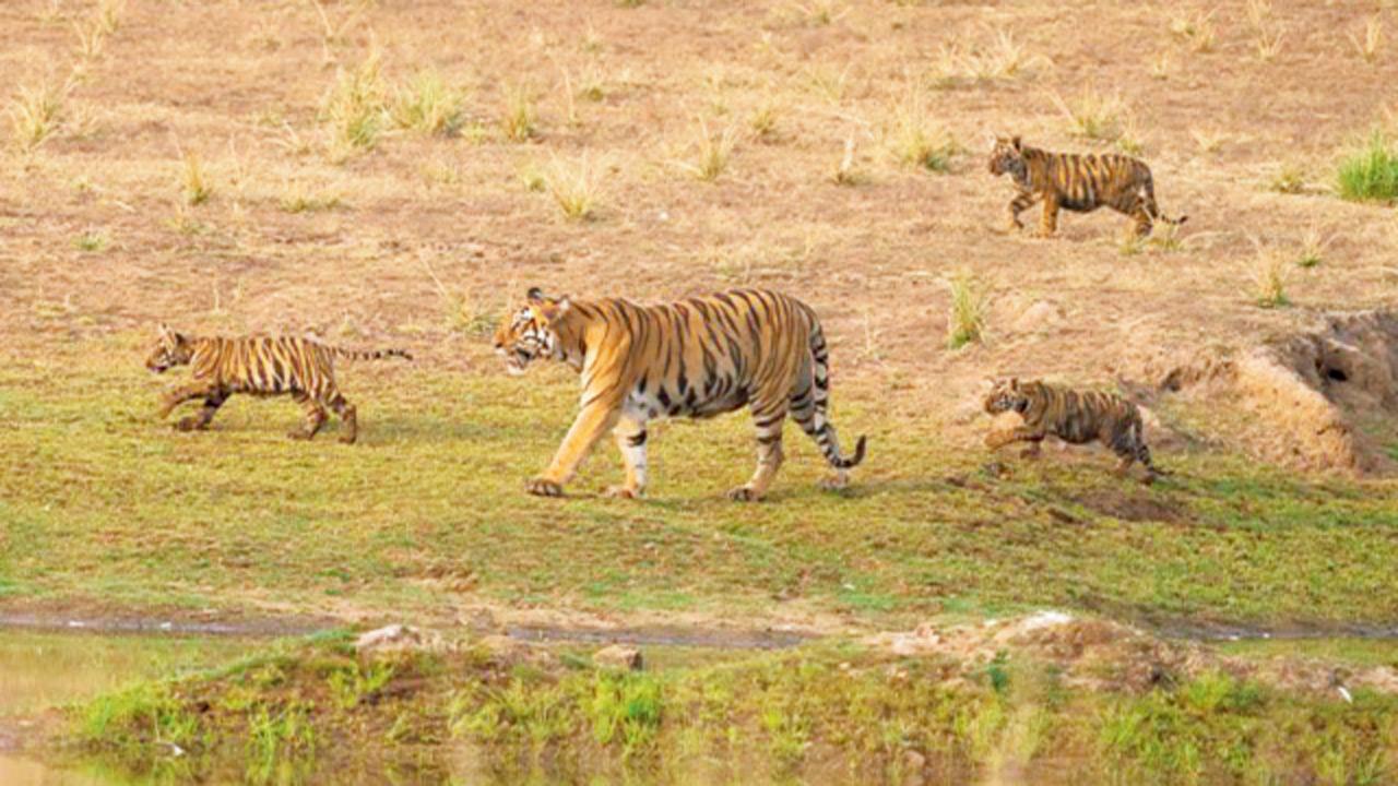 A tigress and her cubs roam in Tadoba reserve. Pic courtesy/Waghoba Eco Lodge