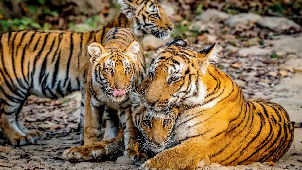 Tigers at Jim Corbett. Pic courtesy/Corbett Tiger Reserve