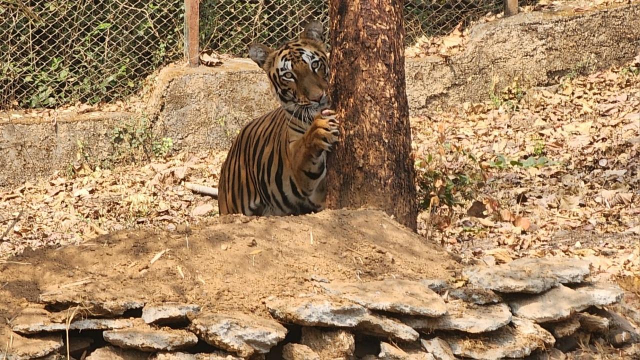 Tigress Srivalli gives birth to five cubs in Mumbai's Sanjay Gandhi National Park