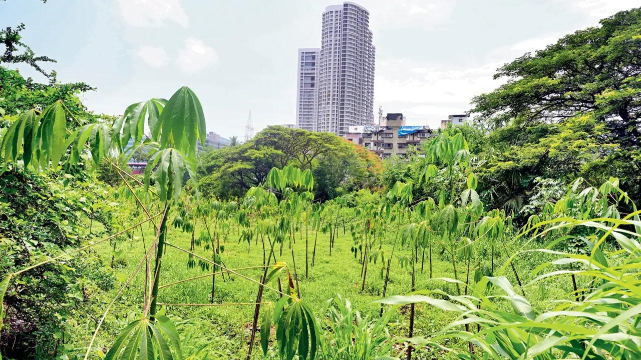 Only half of trees planted by Mumbai Metro authority in SGNP survived: Govt report to SC
