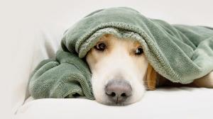 Diwali 2025: Protect your pets from festive stress and noise