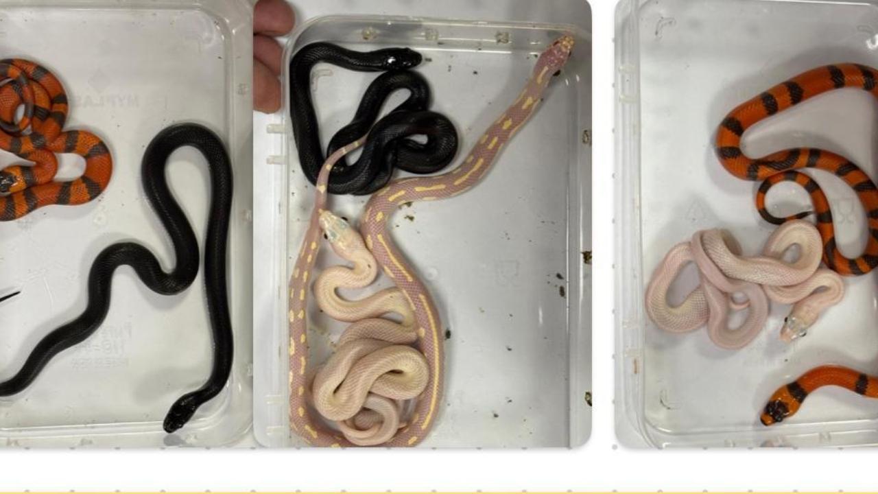 The seizure included, 17 Green iguanas, 11 bearded dragons, 7 honduran milk snakes, 3 rainbow boas, 2 aldabra giant tortoises (juveniles), 3 blue-tongued skinks, and more, the officials said