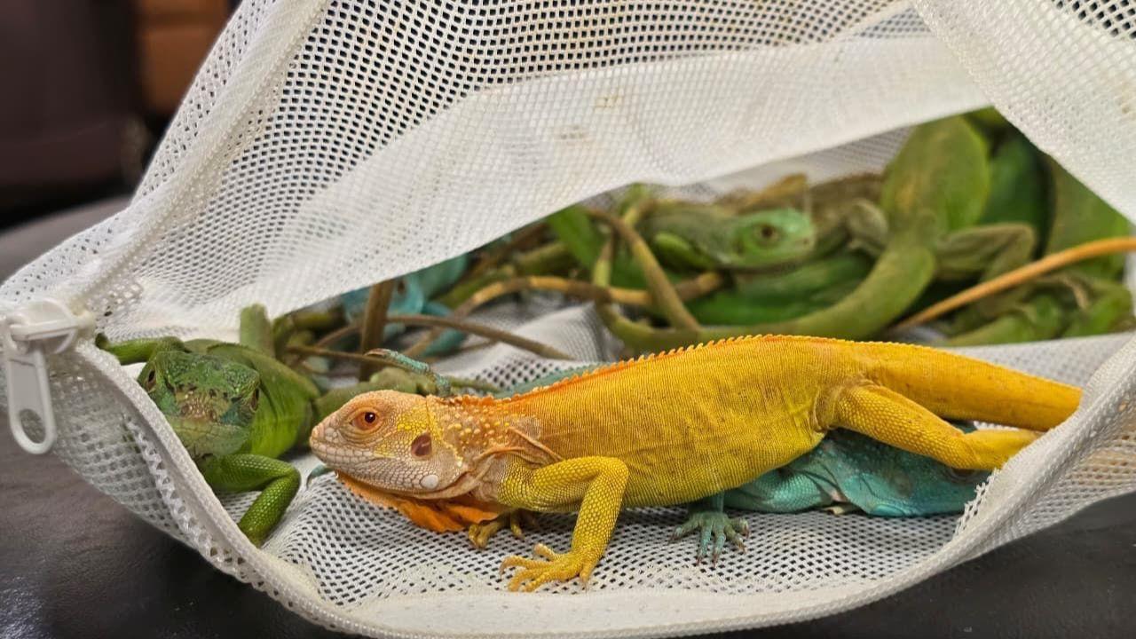 The operations took place during routine checks and based on specific intelligence inputs between October 4 and 5