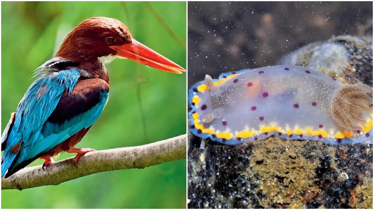 White-throated Kingfisher. FILE PIC/SATEJ SHINDE and Bombay Dorid sea slug. PIC COURTESY/SACHIN RANE