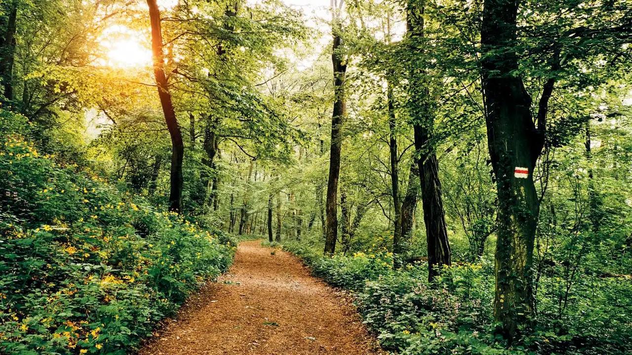 Walk in the wildUnleash your adventurous side at BNHS, Goregaon, a forest that is home to leopards, various species of deers, birds, reptiles, amphibians, insects etc and rich flora
WHERE: BNHS, GoregaonWHEN: till October 26PRICE: Rs 650 onwardsTO BOOK: urbanaut.app