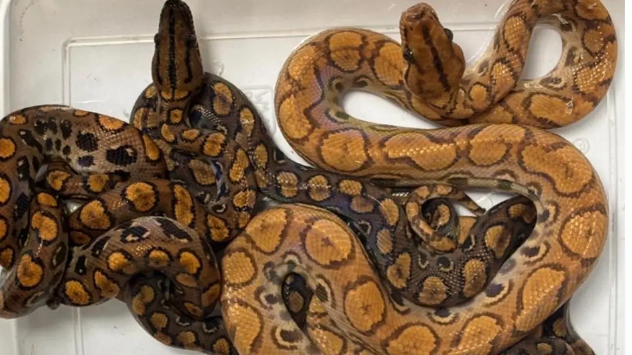 Mumbai Customs seize drugs, rescue exotic animals at airport, passengers held