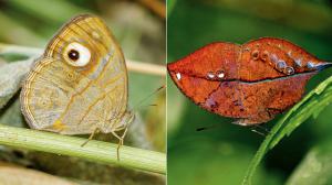 Winged Myths, Pocket Truths