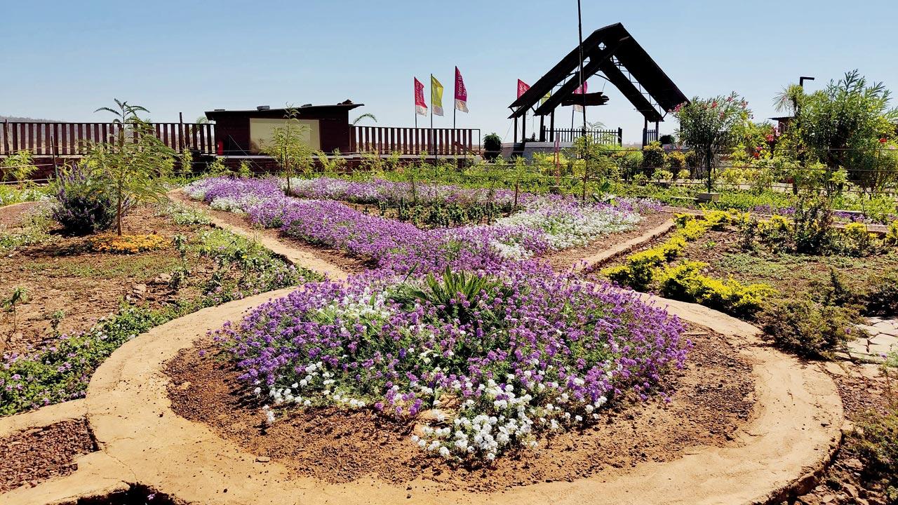 Purple and white varieties of Vervain (Verbena sp) in the garden. Creating spaces that cater to a full life cycle — nectar plants for adults, host plants for caterpillars — is at the heart of butterfly gardening