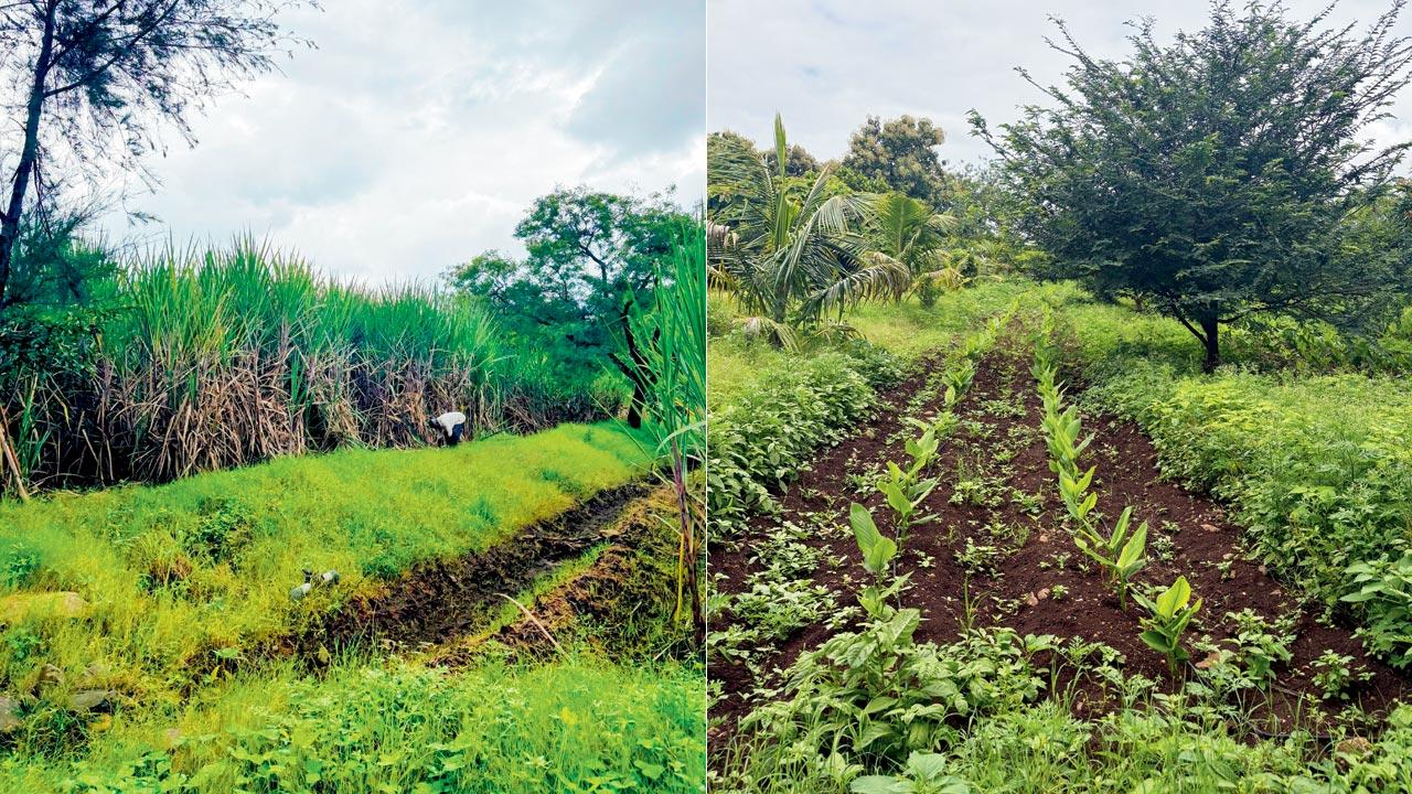 A farmer tends to sugarcane — a crop that has shaped the land and livelihoods in Bhodani for generations. (right) Turmeric cultivation.