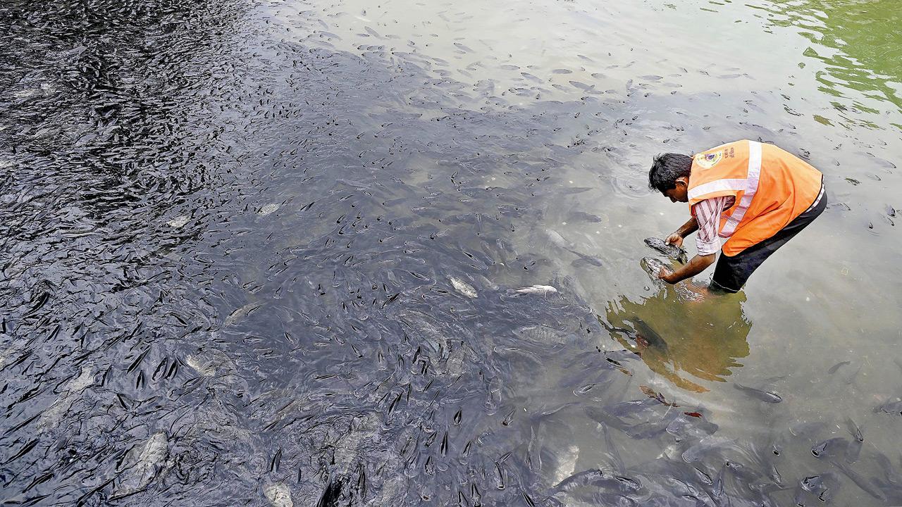 Mumbai: Banganga Tank chokes on ritual waste; BMC removes truckloads
