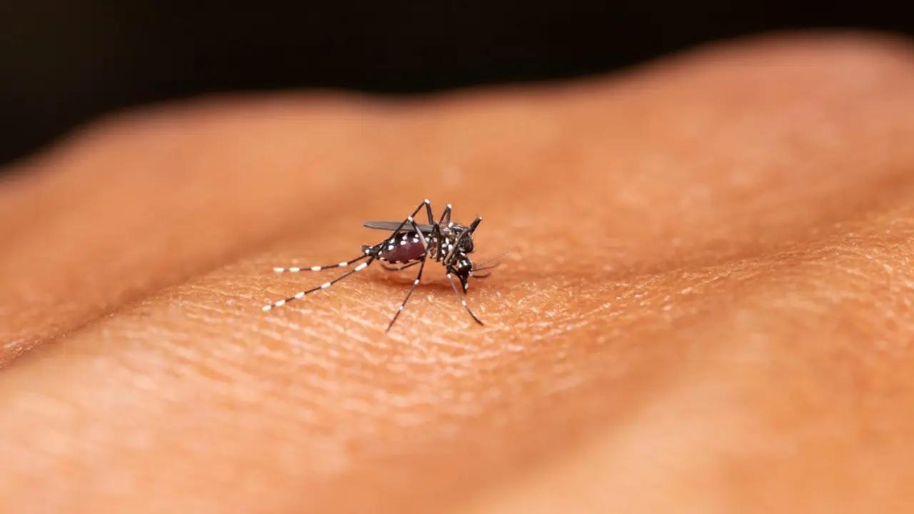 Warming climate to surge dengue cases by 76 per cent across Asia, Americas by 2050: Study
