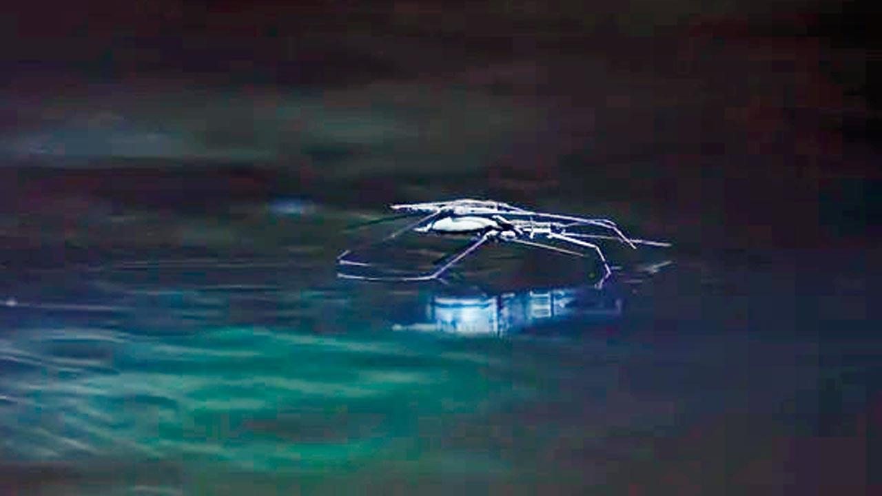 Bots inspirados en el inscripción de remo, flotador, zancada sobre la superficie del agua