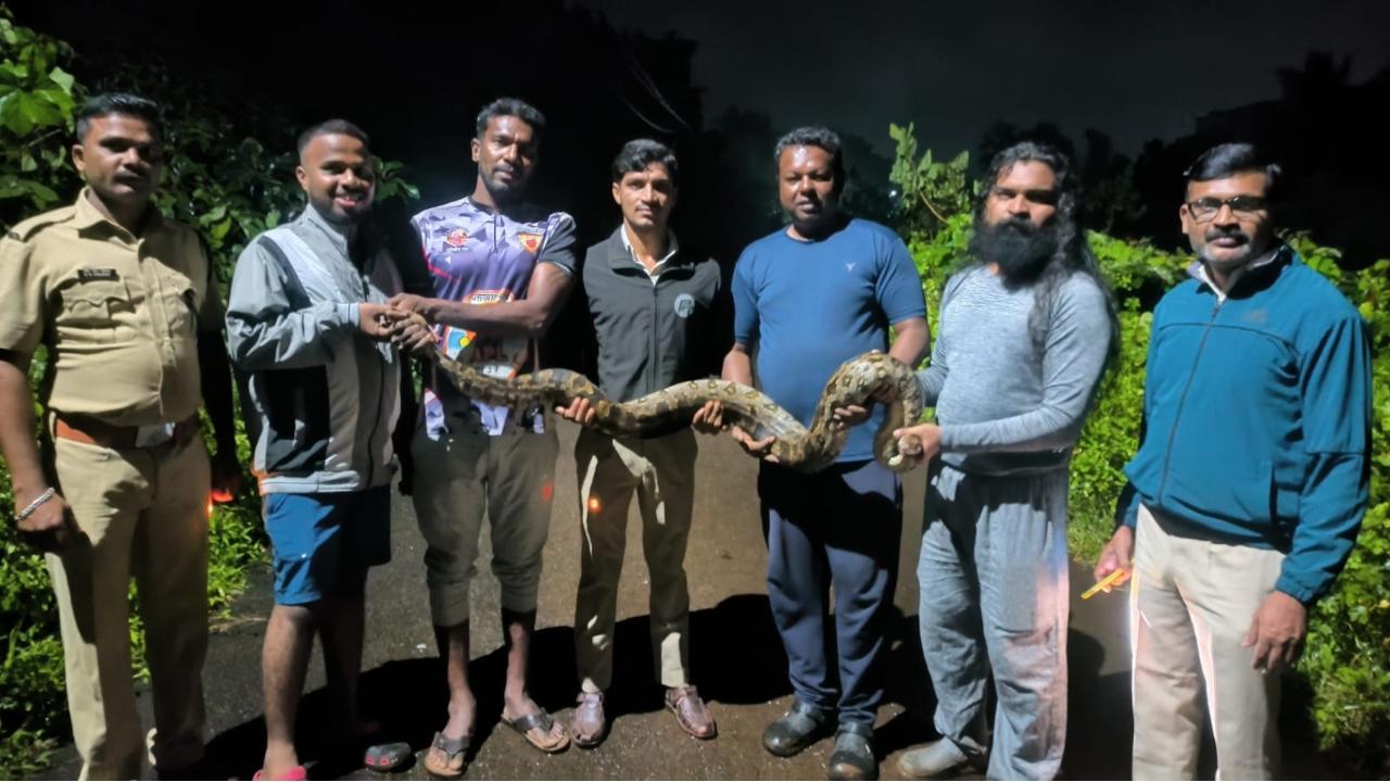 Maharashtra: Massive python rescued from courtyard in Utekhol village, released safely